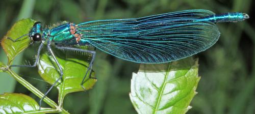 Calopteryx splendens